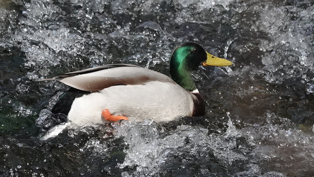A male mallard duck swimming enthusiastically in a white flecked splashy river. The bird is swimming to the right, with its orange right leg clearly visible. It has a white body, brown/black back, back rear end, a black front area, white collar around its neck, and above that a green head, and bright yellow beak. It is a very active picture.