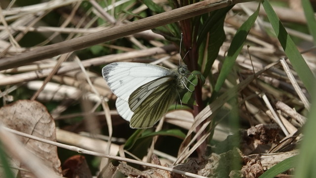 A green-veined white butterfly perched among brown twigs and green leaves. it is facing the right, with its wings slightly spread. Its left wing has a white back area. Below the right wing can be seen the pattern of radial green veins that gives it its name. Its body appears greenish/grey and fluffy, and you can see its legs and antennae.