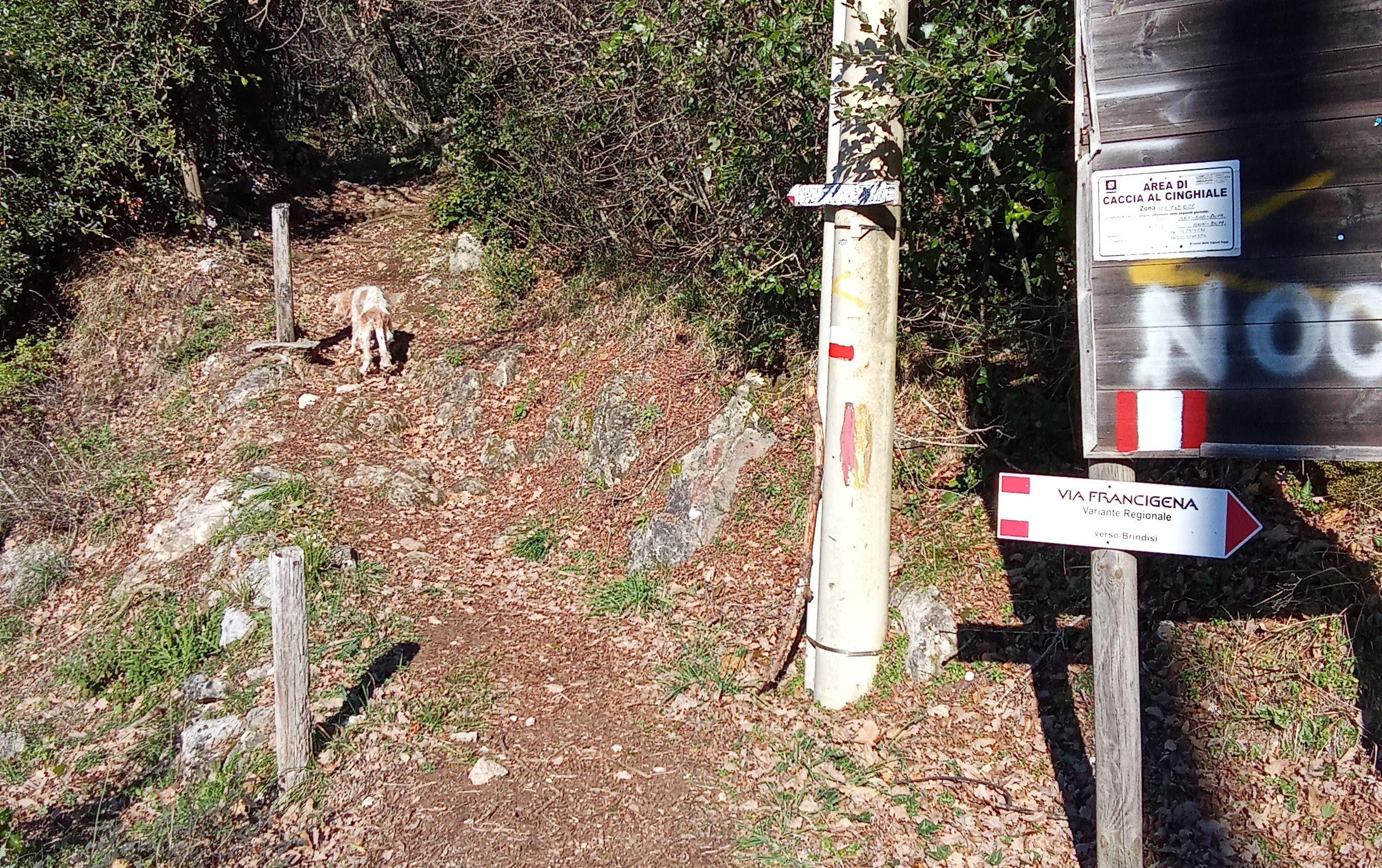 Il cane del pellegrino