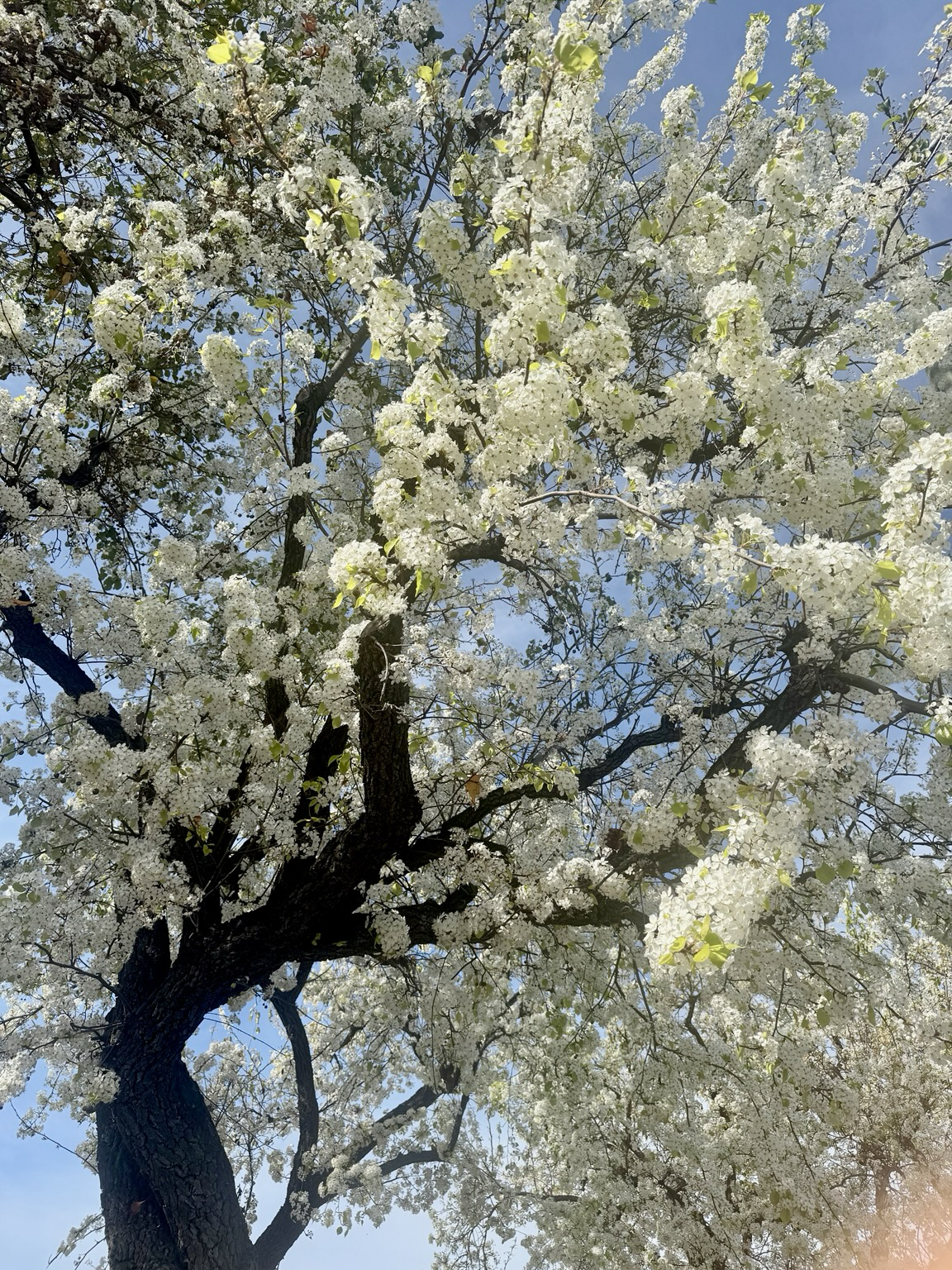 Bradford pear / Callery pear (Pyrus calleryana).