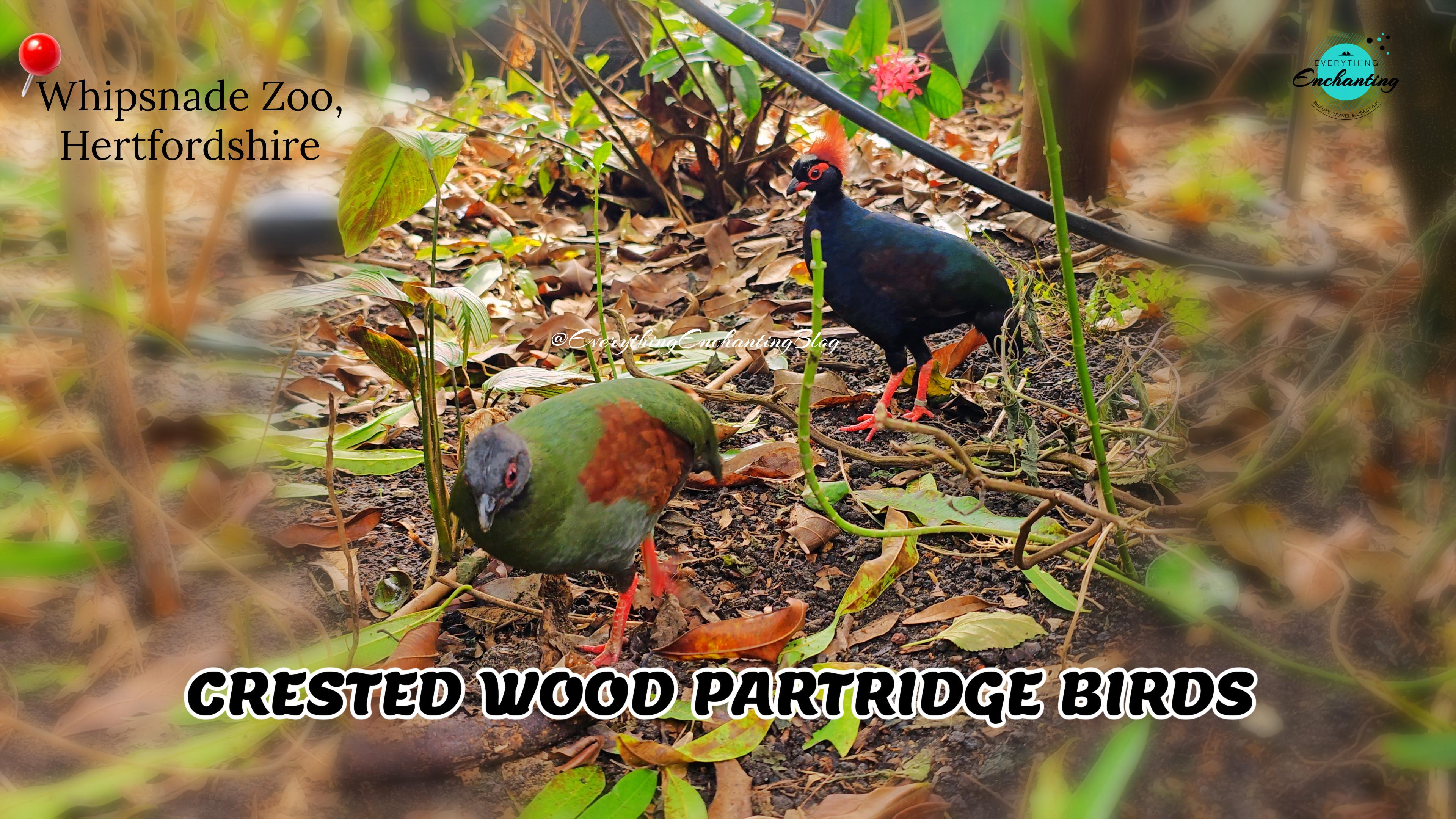 A male and female Crested Wood Partridge stand on a forest floor covered in soil and fallen leaves. The male in the background has a vibrant tall orange-red crest and dark iridescent blue-black feathers. The female in the foreground has olive-green feathers with brown wing patches. Both have bright red legs and red skin around their eyes. Captured by UK travel blogger Anamika Chattopadhyaya for her Everything Enchanting blog and SM pages.