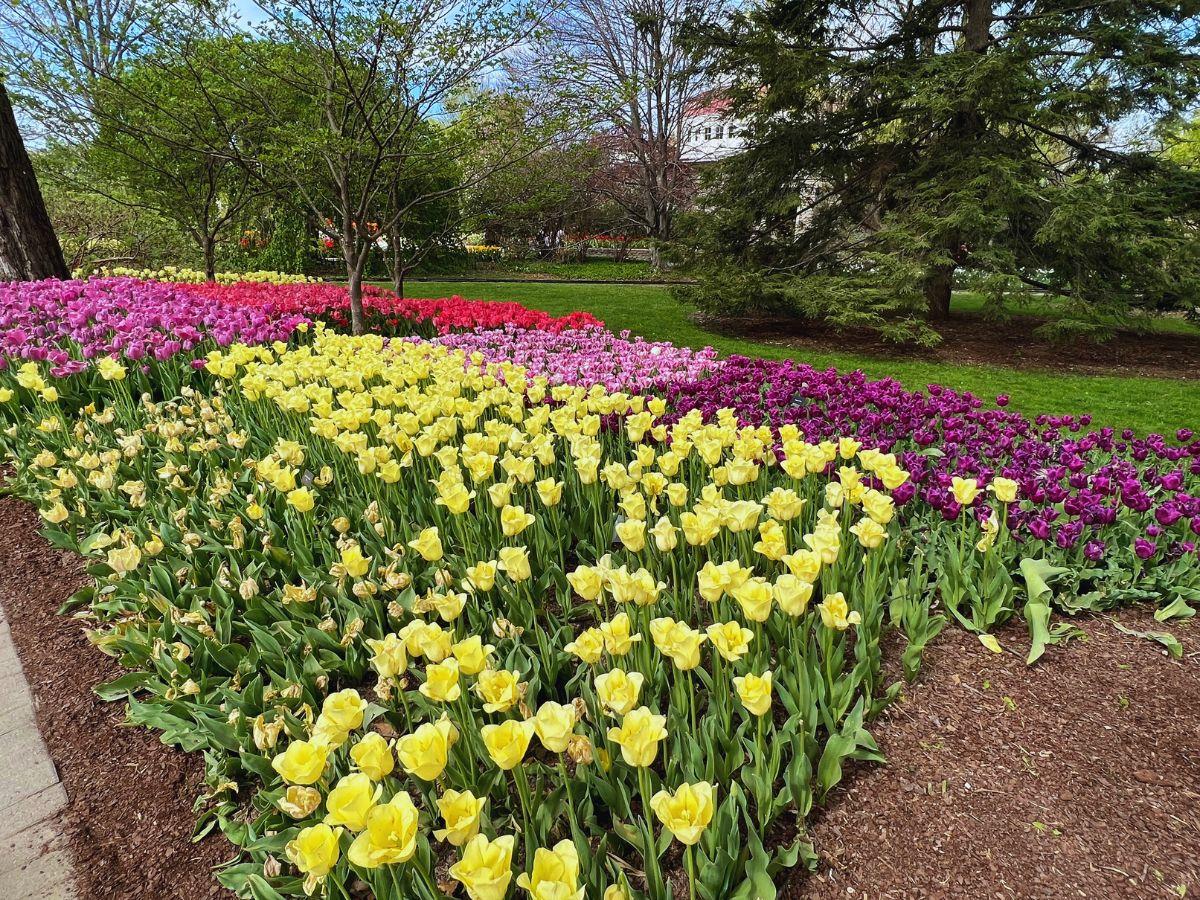 Colorful tulips highlight the Cincinnati Zoo grounds in April for Zoo Blooms.