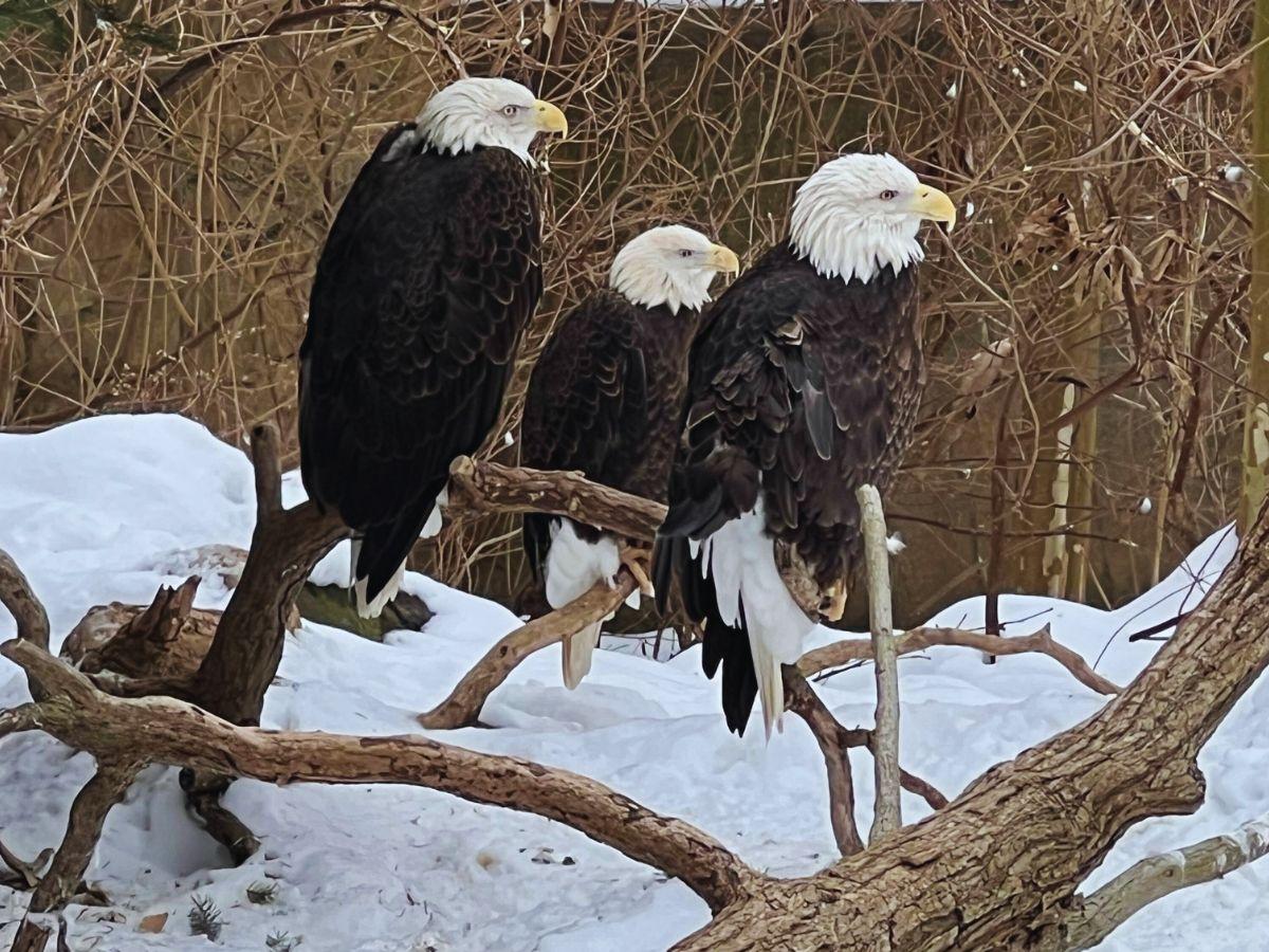Three Cincinnati Zoo bald eagles perch on a branch just above snow-covered ground.