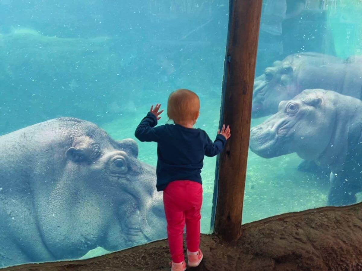 A young child presses against the glass to see three hippos underwater at Hippo Cove, Cincinnati Zoo.