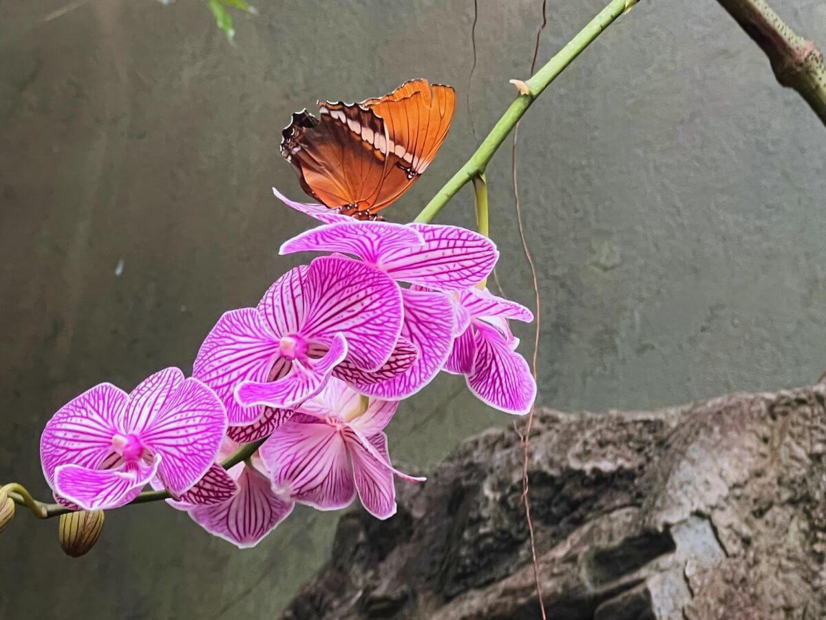 An orange butterfly sits atop a bright pink flower in the Cincinnati Zoo Butterfly Aviary.