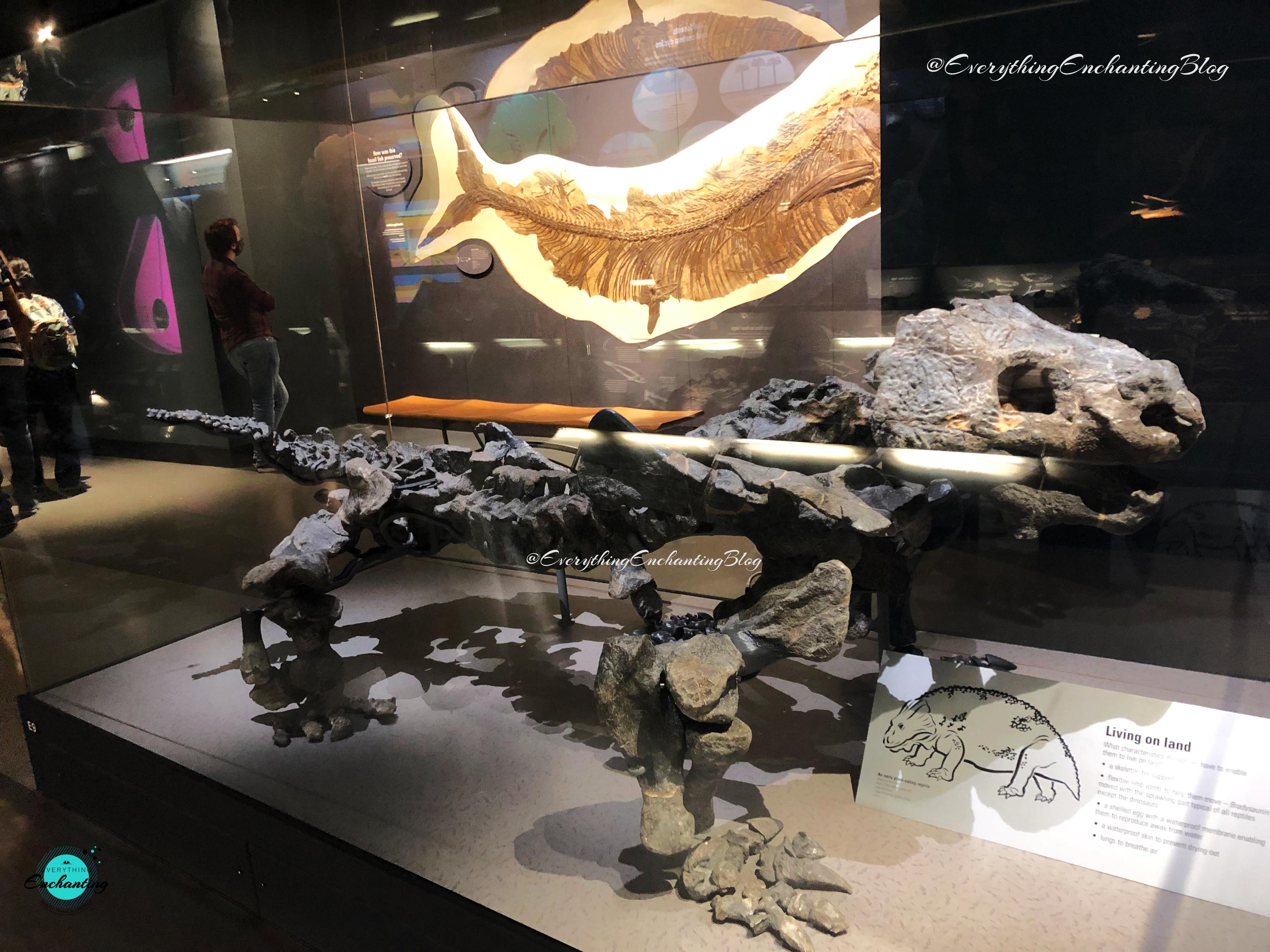 A fossilized skeleton of a Bradysaurus, an early land-dwelling reptile, is displayed inside a glass case at the Natural History Museum. The creature has a heavy-set frame and a sprawling leg posture. In the background, a large fossil of a prehistoric fish is mounted on the wall, and an informational sign titled "Living on Land" is visible in the foreground.Museum exhibit captured by UK travel blogger Anamika Chattopadhyaya for her blog Everything Enchanting and SM pages.